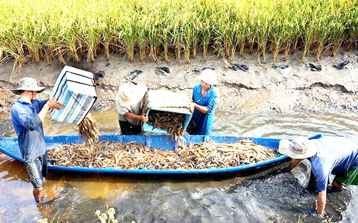 Trồng lúa hữu cơ ai ngờ trúng thêm tôm đồng