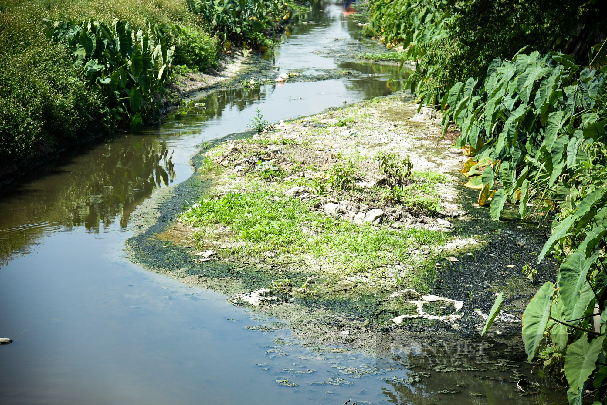 Nước thải và rác làm ảnh hưởng năng suất lúa của nông dân ngoại thành Hà Nội - Ảnh 3.