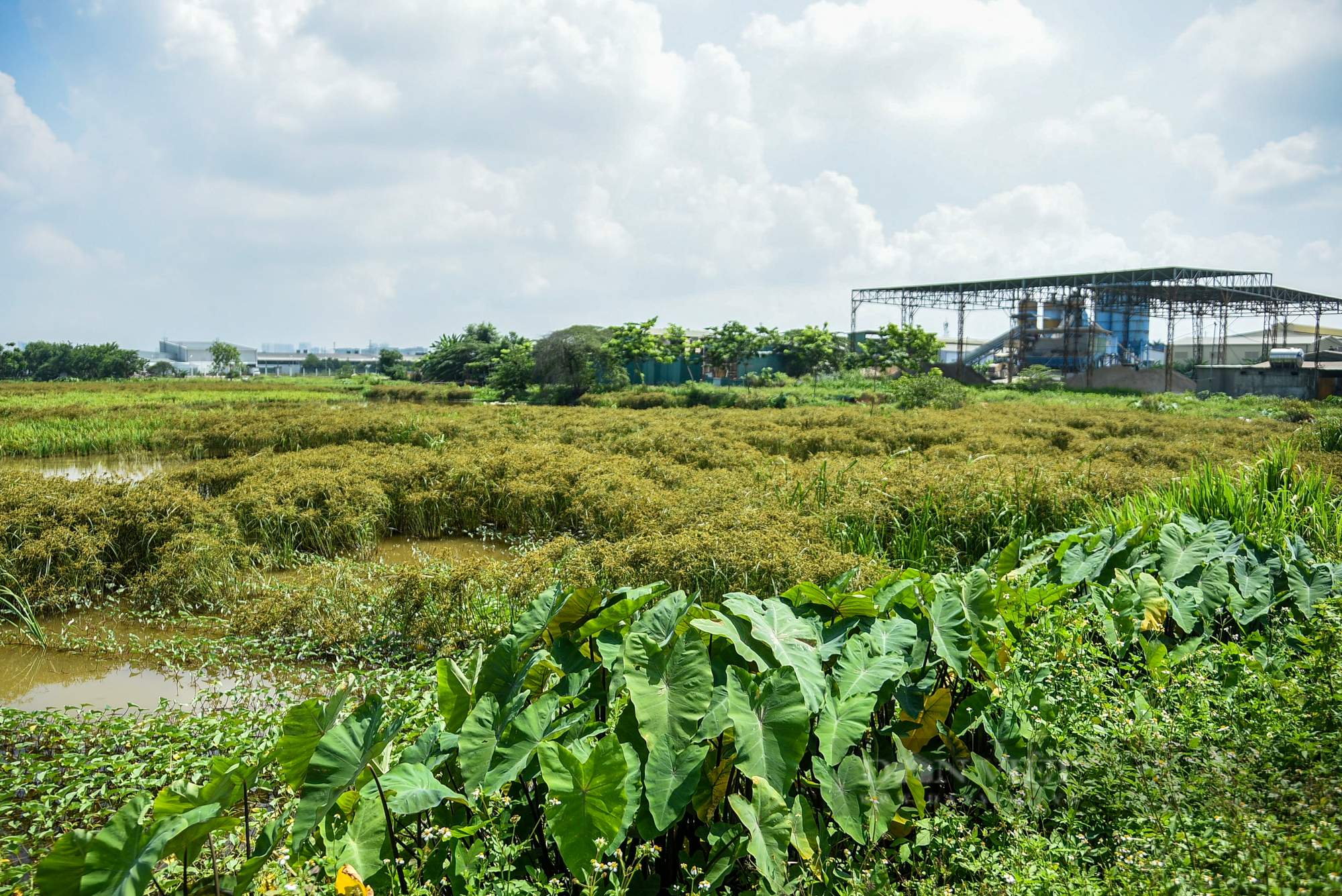 Nước thải và rác làm ảnh hưởng năng suất lúa của nông dân ngoại thành Hà Nội - Ảnh 6.