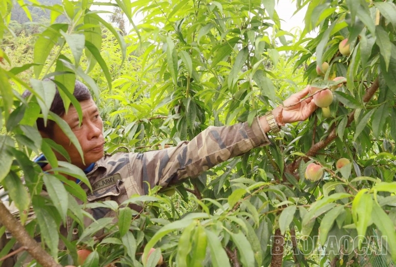 Trồng loại quả ngon, có công dụng cải thiện xương khớp, thần kinh, ở Lào Cai, nông dân đã bán 200 tấn - Ảnh 1.