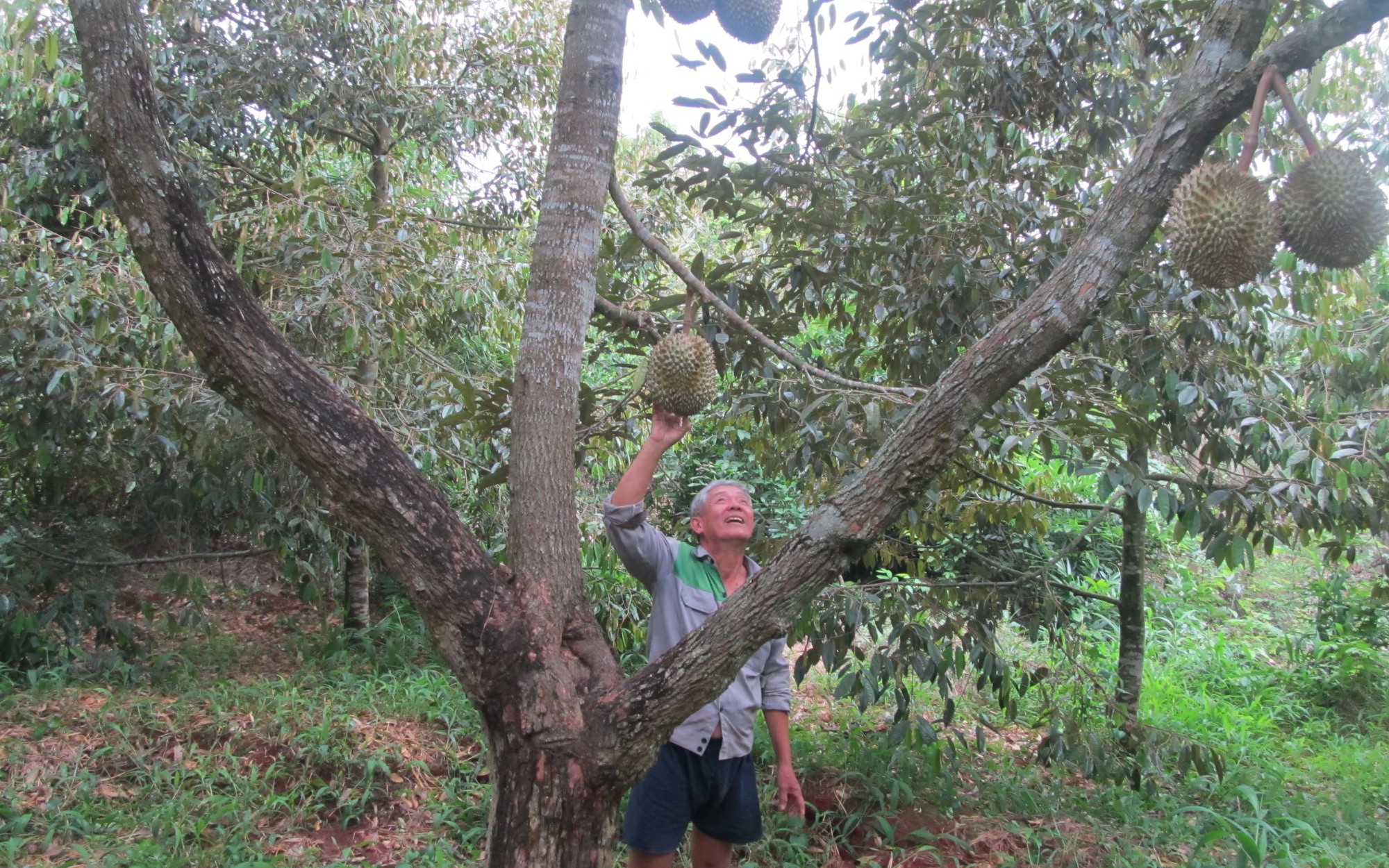 Trồng thứ cây ra trái đang hot, một xã ở Bà Rịa–Vũng Tàu có nhiều nông dân là tỷ phú