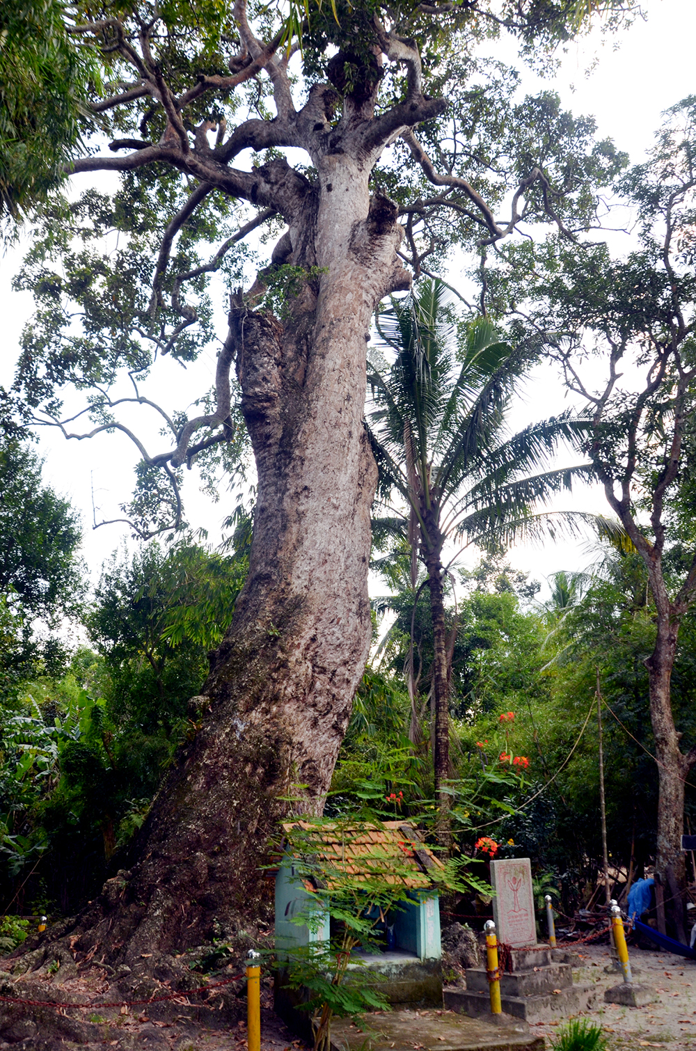 Hai cây cổ thụ đồ sộ 700 năm tuổi ở vùng Bảy Núi của An Giang là giống cây gì? - Ảnh 1.
