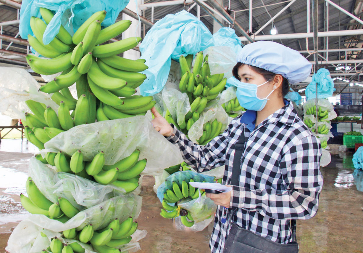 Trung Quốc, Hoa Kỳ, Nhật Bản thu mua la liệt nông sản Việt Nam, nhiều mặt hàng thu về tỷ USD - Ảnh 1.