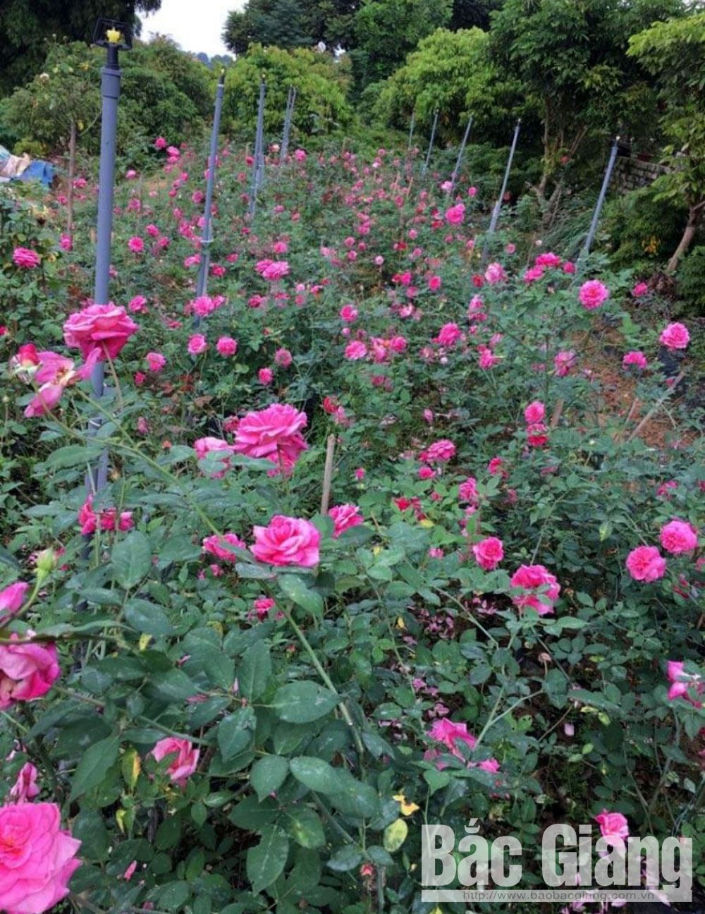Trồng hoa hồng thành một vườn, vô số giống hoa hồng lạ vạn người mê của nông dân Bắc Giang - Ảnh 2.