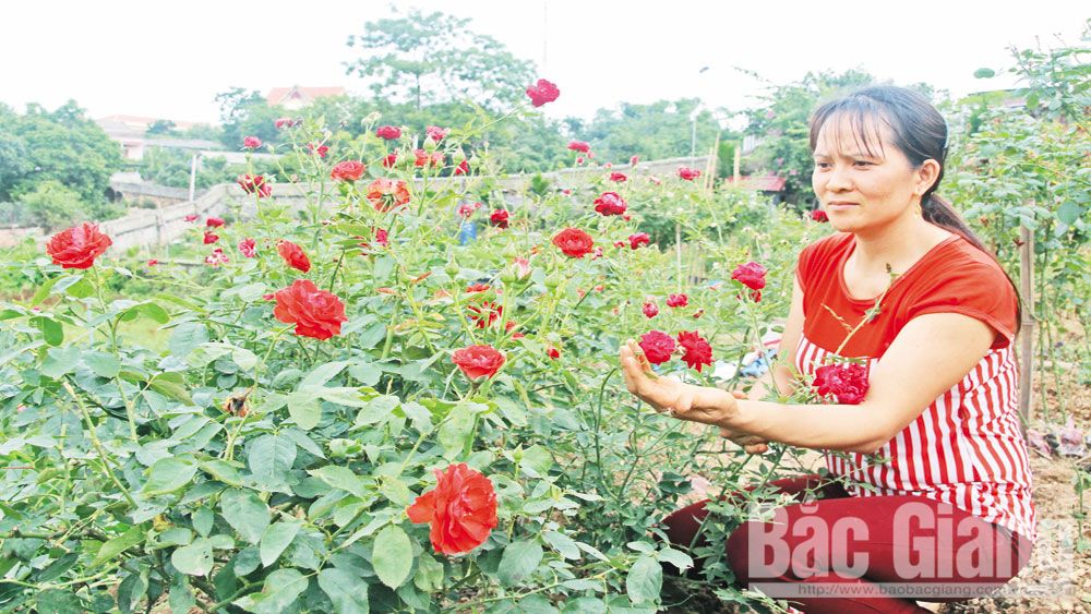 Trồng hoa hồng thành một vườn, vô số giống hoa hồng lạ vạn người mê của nông dân Bắc Giang - Ảnh 1.