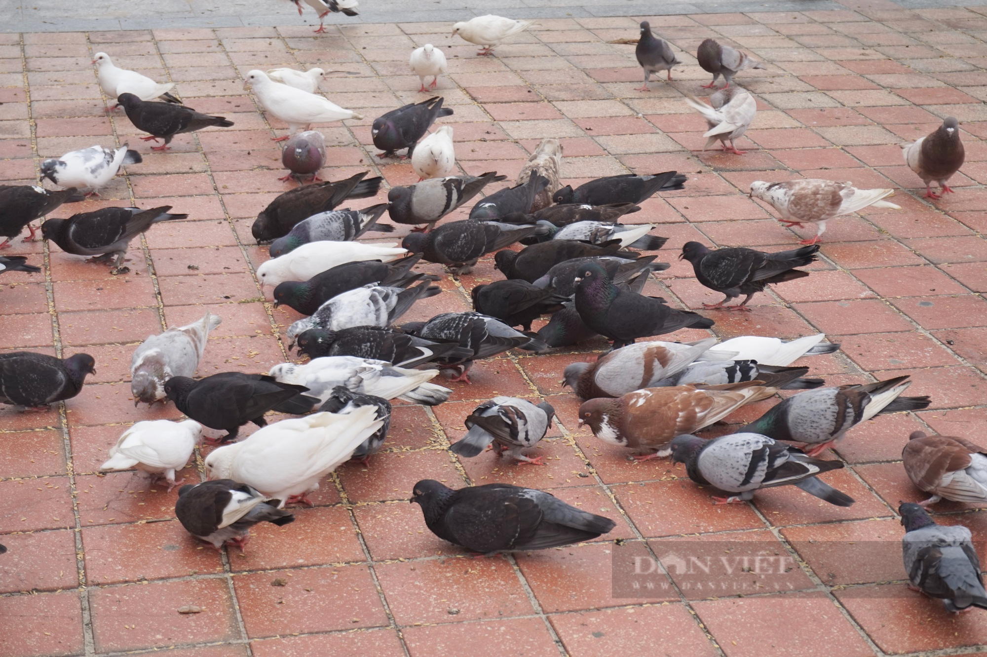 Người đàn ông 13 năm làm “cha” của hơn 1.000 con chim bồ câu ở Đà Nẵng - Ảnh 7.