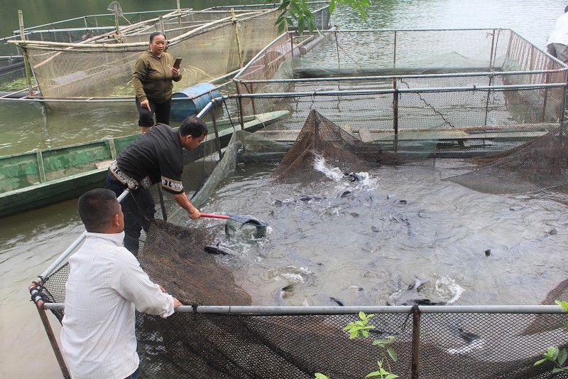 Nuôi loại cá lăng đặc sản trên sông Găng ở Nghệ An, sau 11 tháng bắt lên toàn con to bự - Ảnh 1.