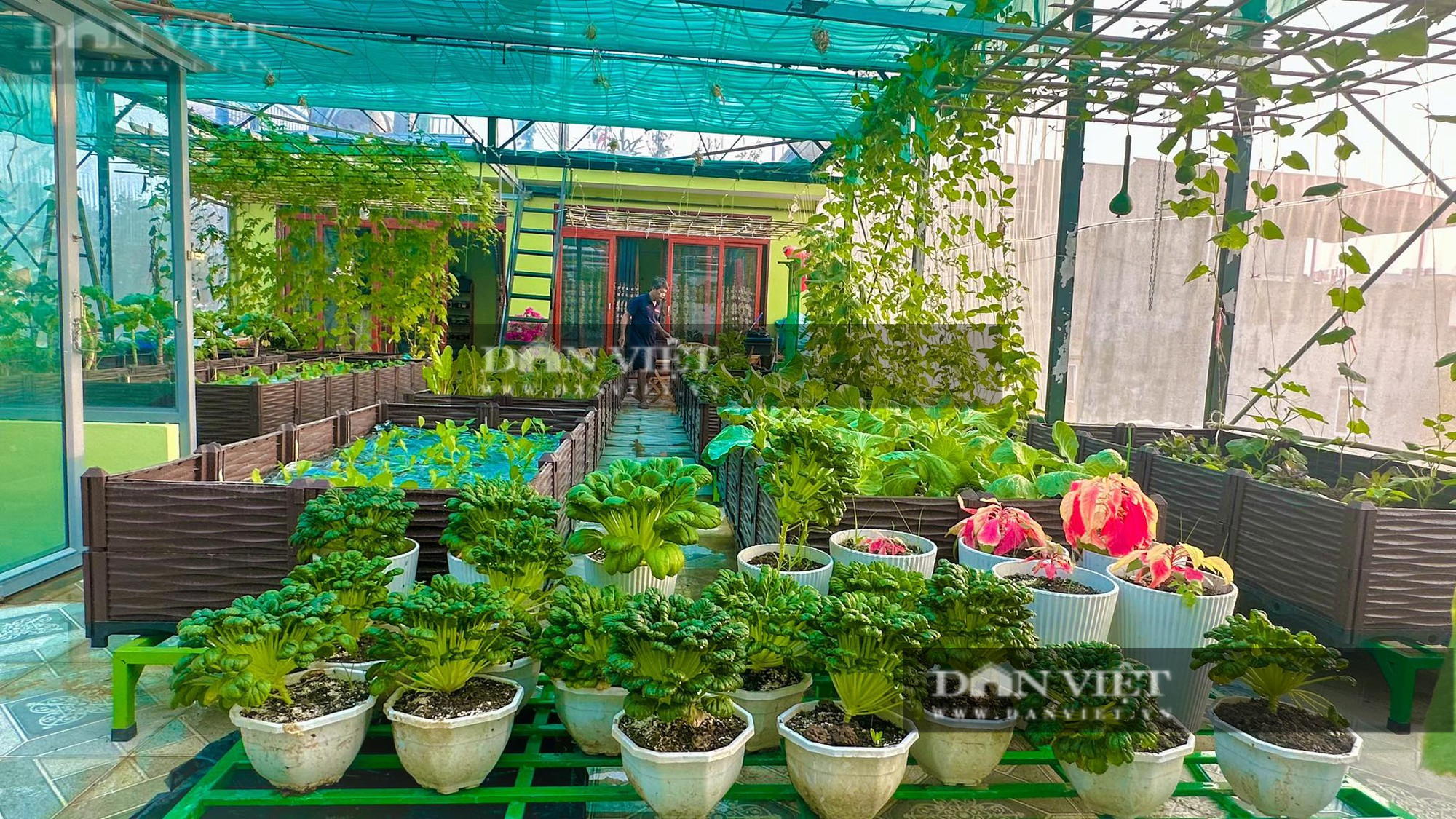 Nữ Giám đốc ở Bắc Kạn trồng vườn rau sân thượng đẹp như phim, dưa lê Hàn Quốc sai trĩu trịt quả - Ảnh 3.