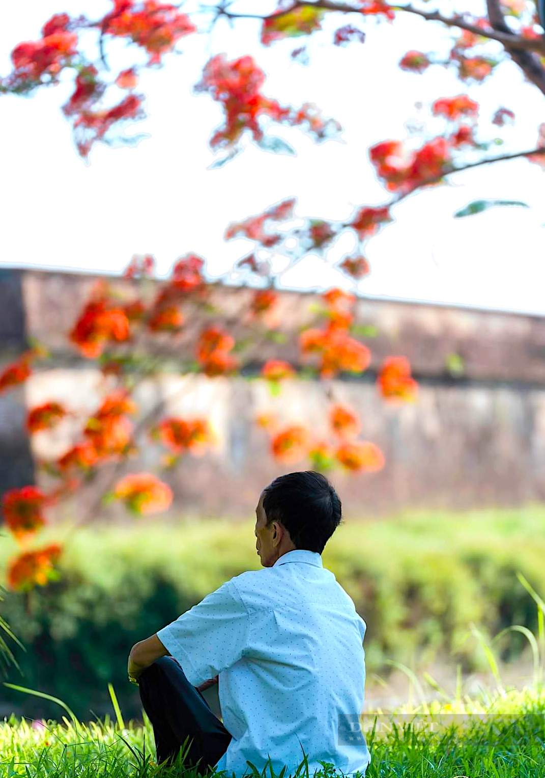 Mê lòng, ngắm hoa phượng “thắp lửa” đỏ rực các cung đường TP. Huế - Ảnh 2.