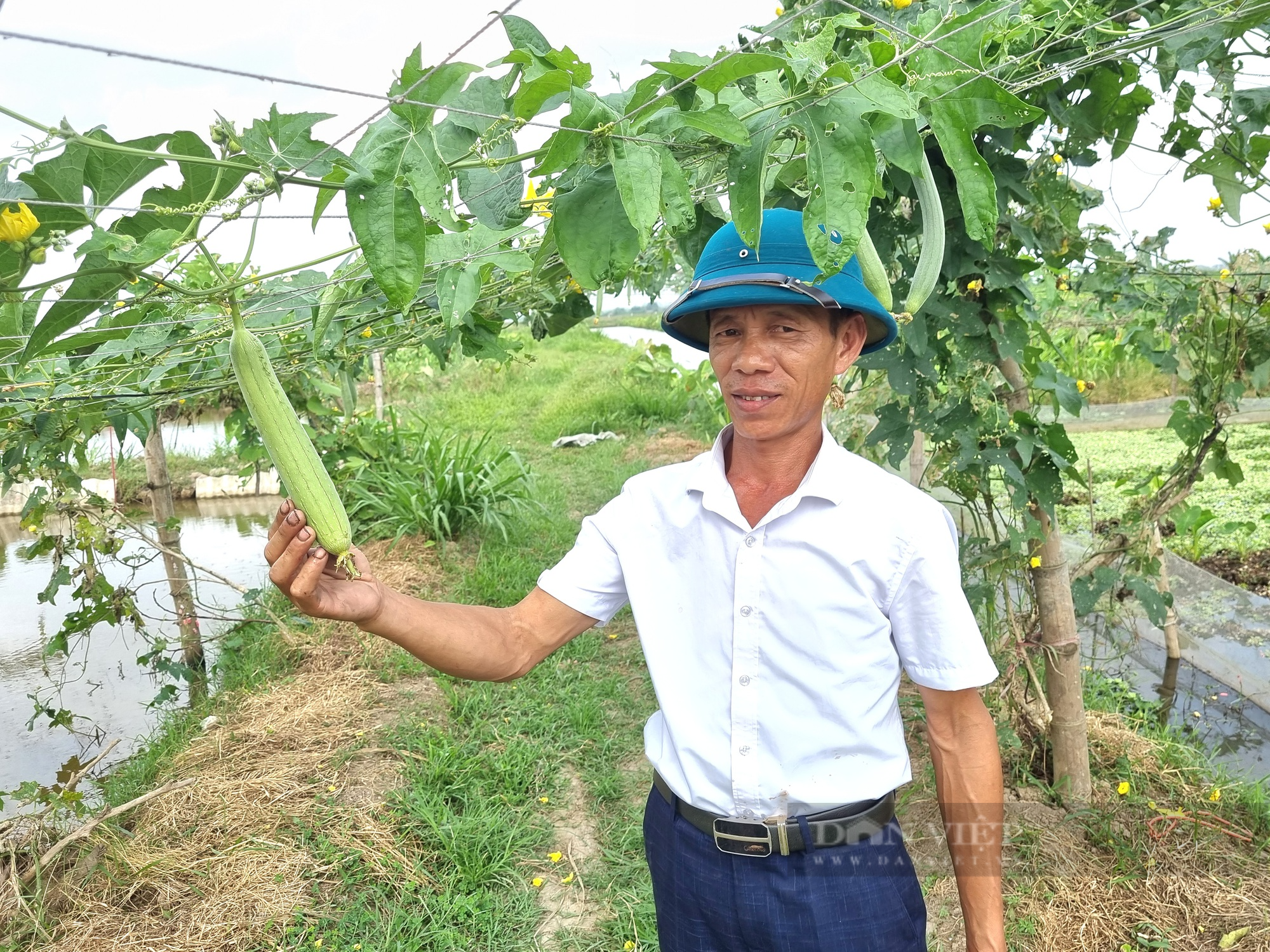 Một nông dân ở Ninh Bình bật mí chống nóng hiệu quả cho con ốc nhồi  - Ảnh 2.