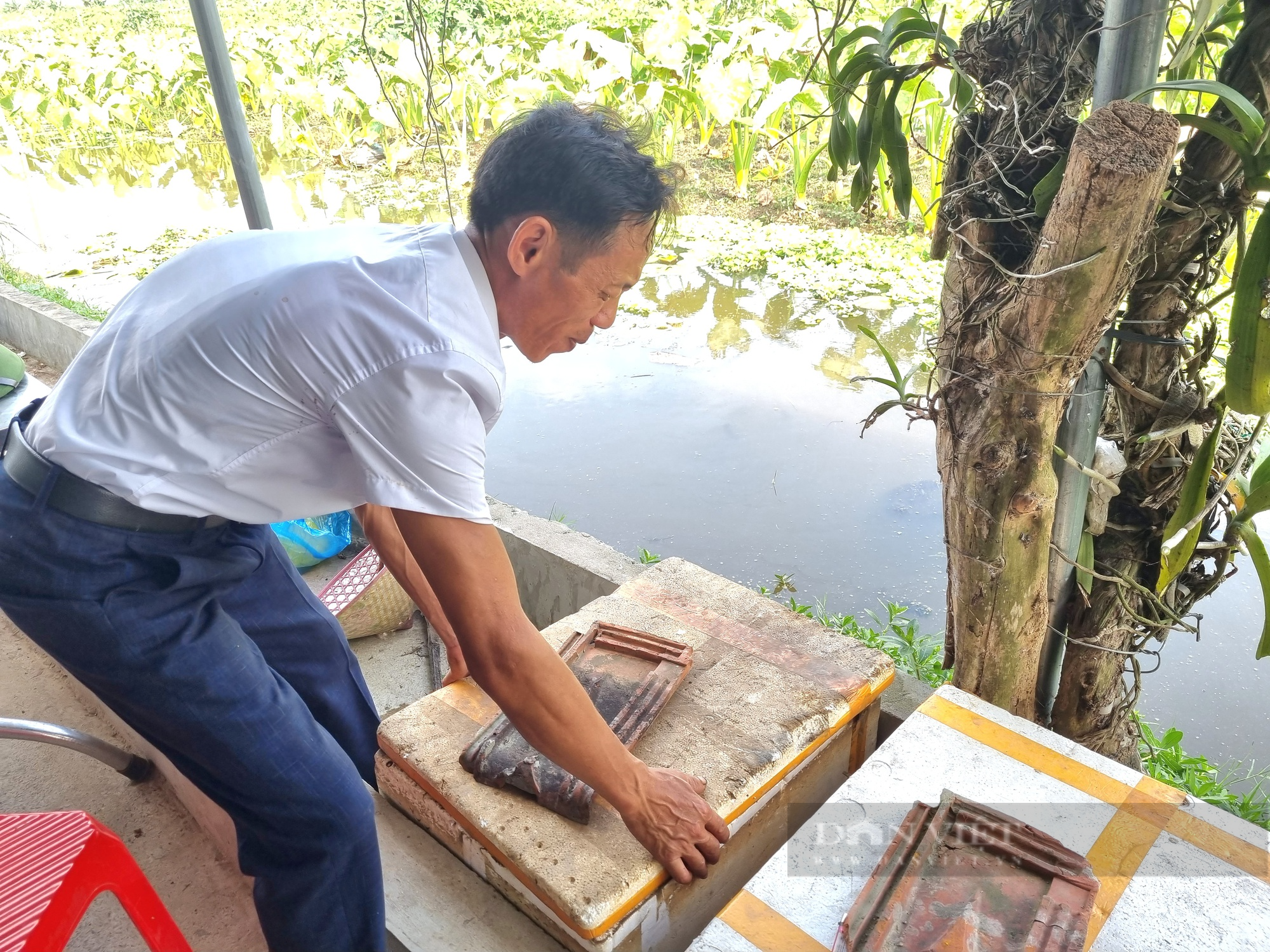 Một nông dân ở Ninh Bình bật mí chống nóng hiệu quả cho con ốc nhồi  - Ảnh 8.