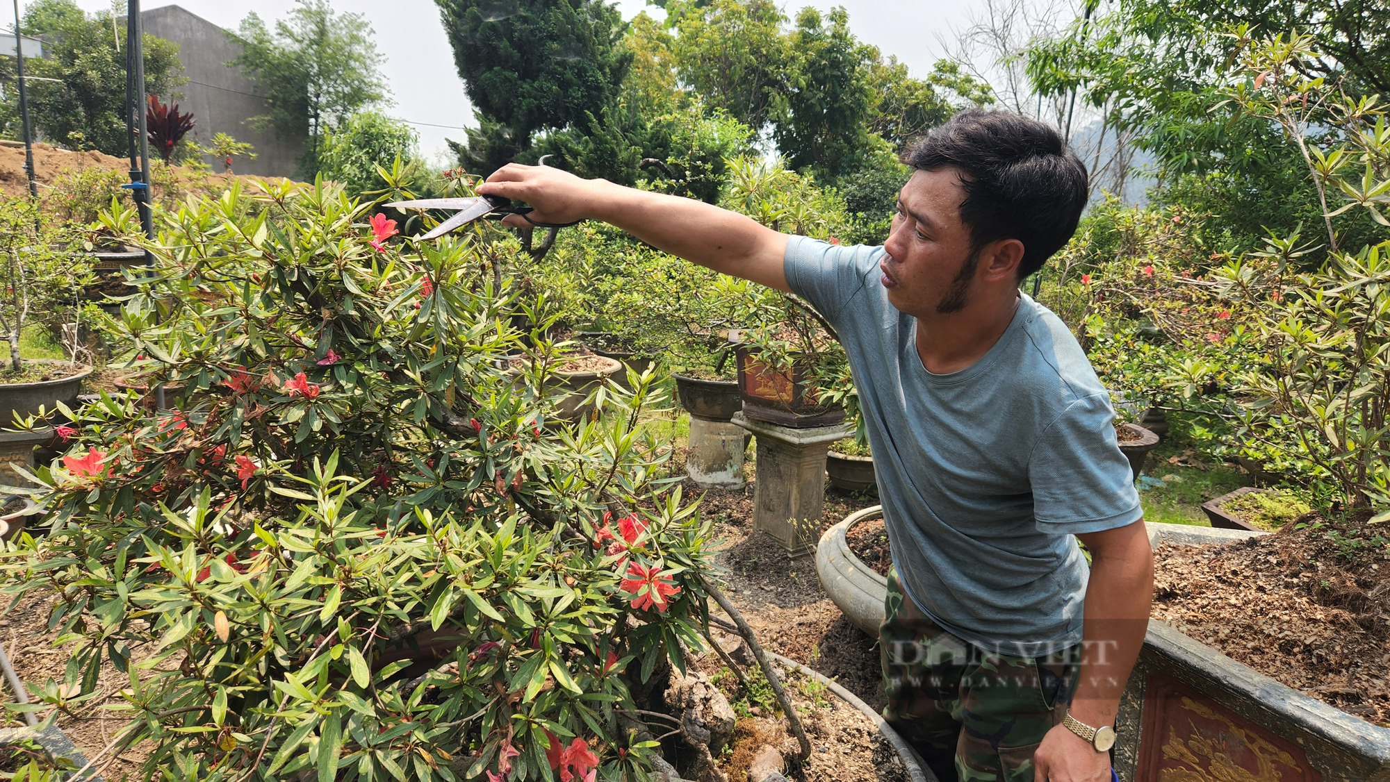 Trồng các loại hoa, cây cảnh bán ra thị trường, 8X Lai Châu thu gần nửa tỷ đồng/năm - Ảnh 3.