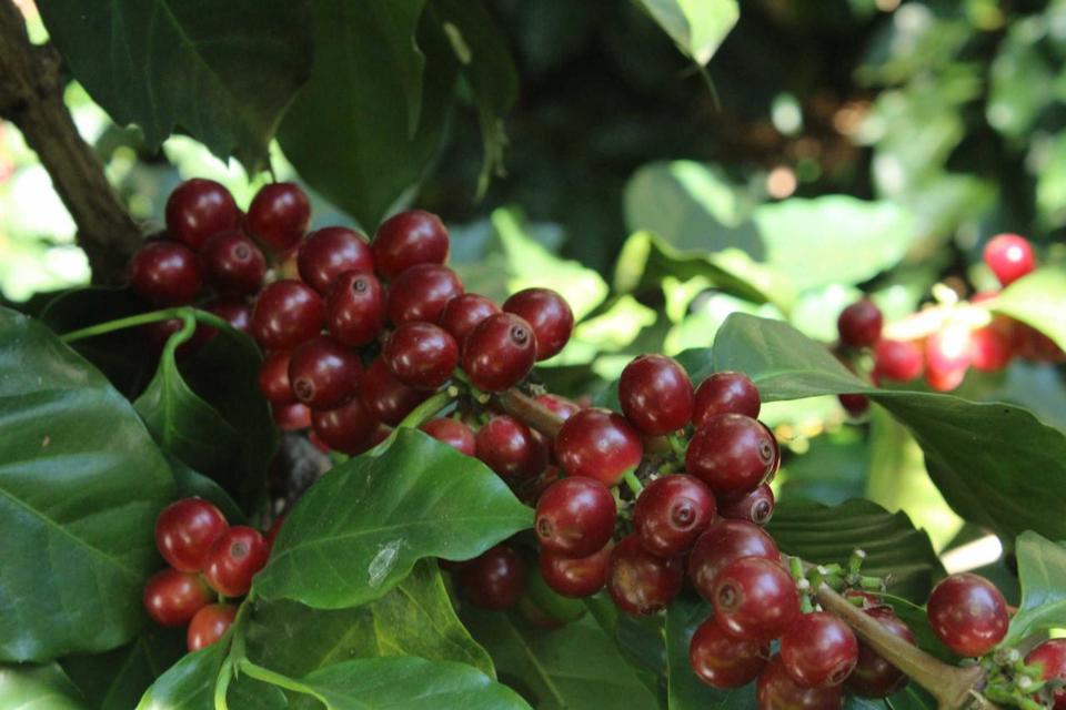 Giá cà phê trong nước tiếp tục đi ngang, cao nhất 61.100 đồng/kg - Ảnh 3.