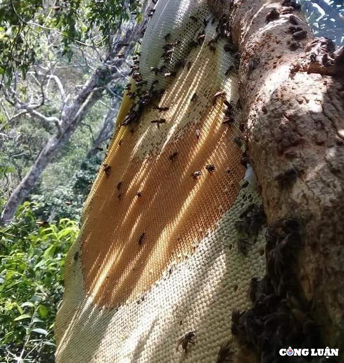 Săn mật ong - Nghề nguy hiểm bậc nhất rừng già Kon Chư Răng - Ảnh 1.