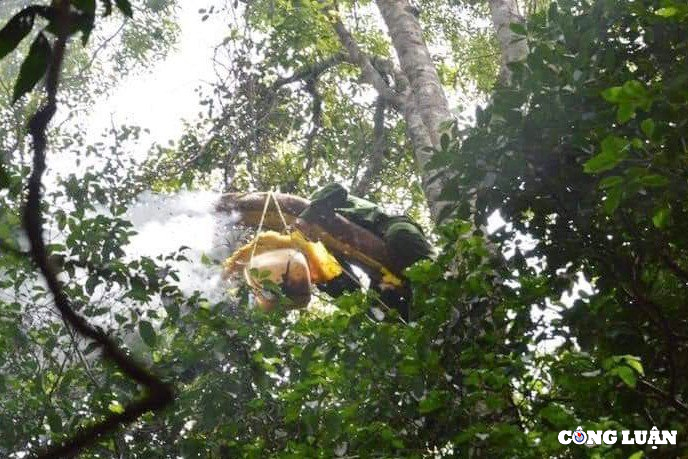 Săn mật ong - Nghề nguy hiểm bậc nhất rừng già Kon Chư Răng - Ảnh 2.