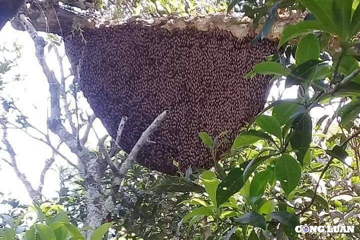 Săn mật ong - Nghề nguy hiểm bậc nhất rừng già Kon Chư Răng - Ảnh 5.