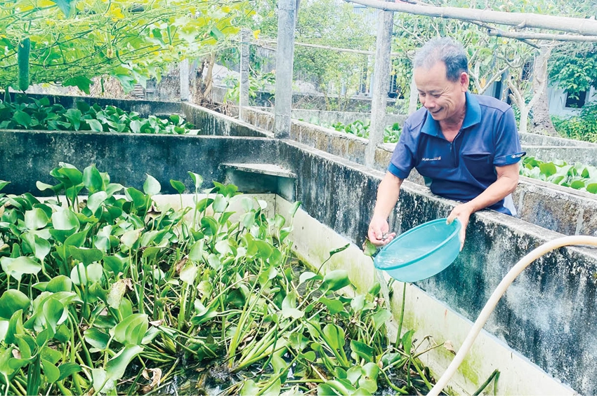 Nuôi con đặc sản &quot;đắm chìm&quot; trong bể xi măng ngập bèo, ông nông dân TT-Huế chỉ bán giống đã kiếm bộn - Ảnh 1.