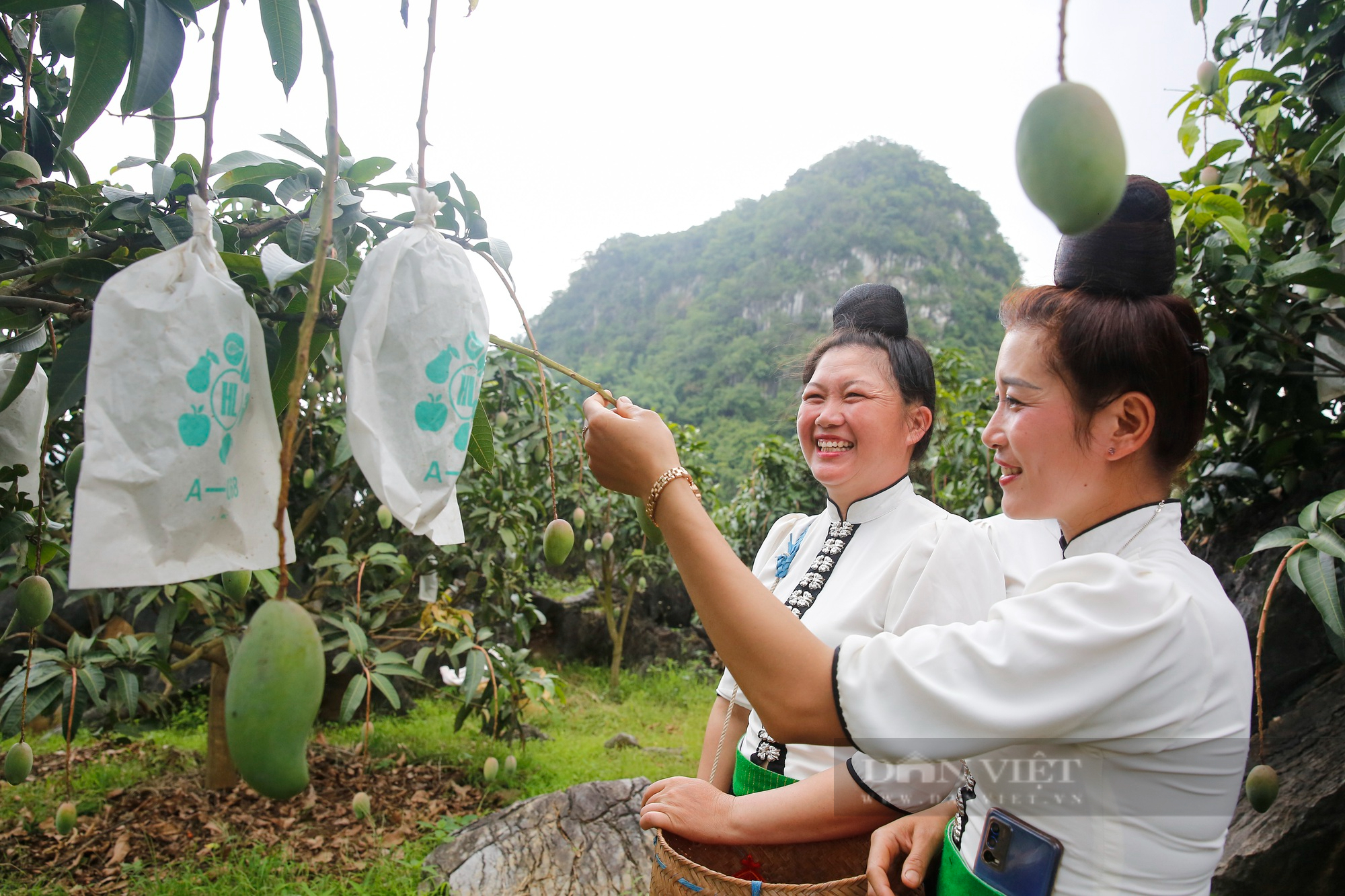 Trung ương Hội NDVN phối hợp tỉnh Sơn La tổ chức tuần lễ mận, nông sản an toàn Sơn La và các tỉnh, thành - Ảnh 2.