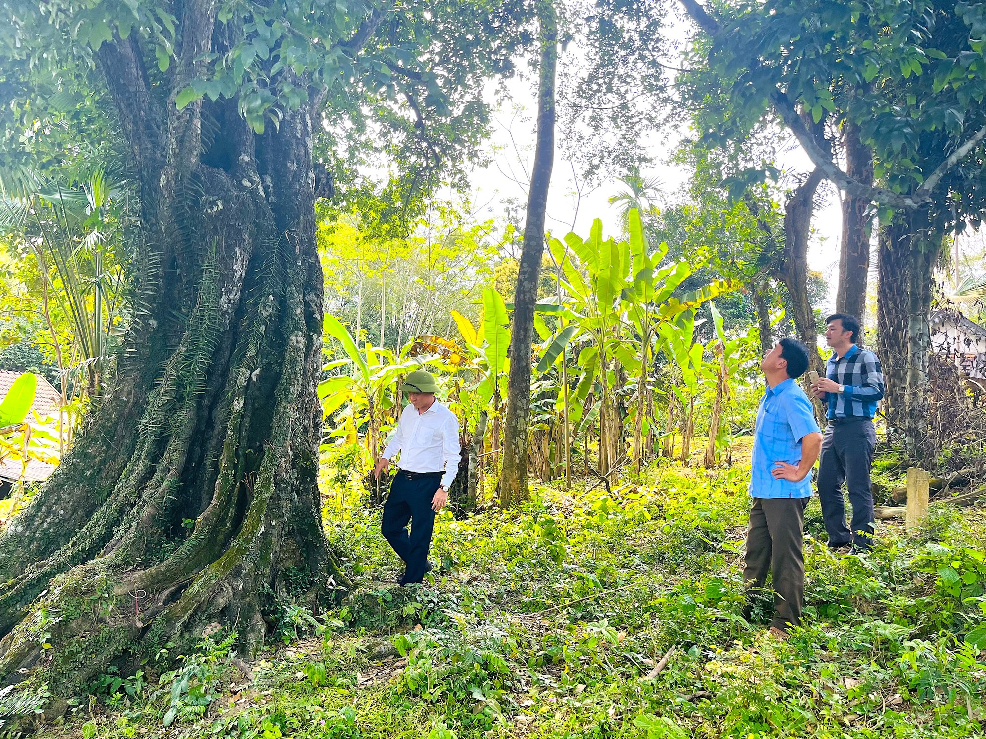 &quot;Cây thị ăn thề&quot; 700 năm gắn với giai thoại vua Lê Lợi được công nhận là Cây Di sản Việt Nam  - Ảnh 1.