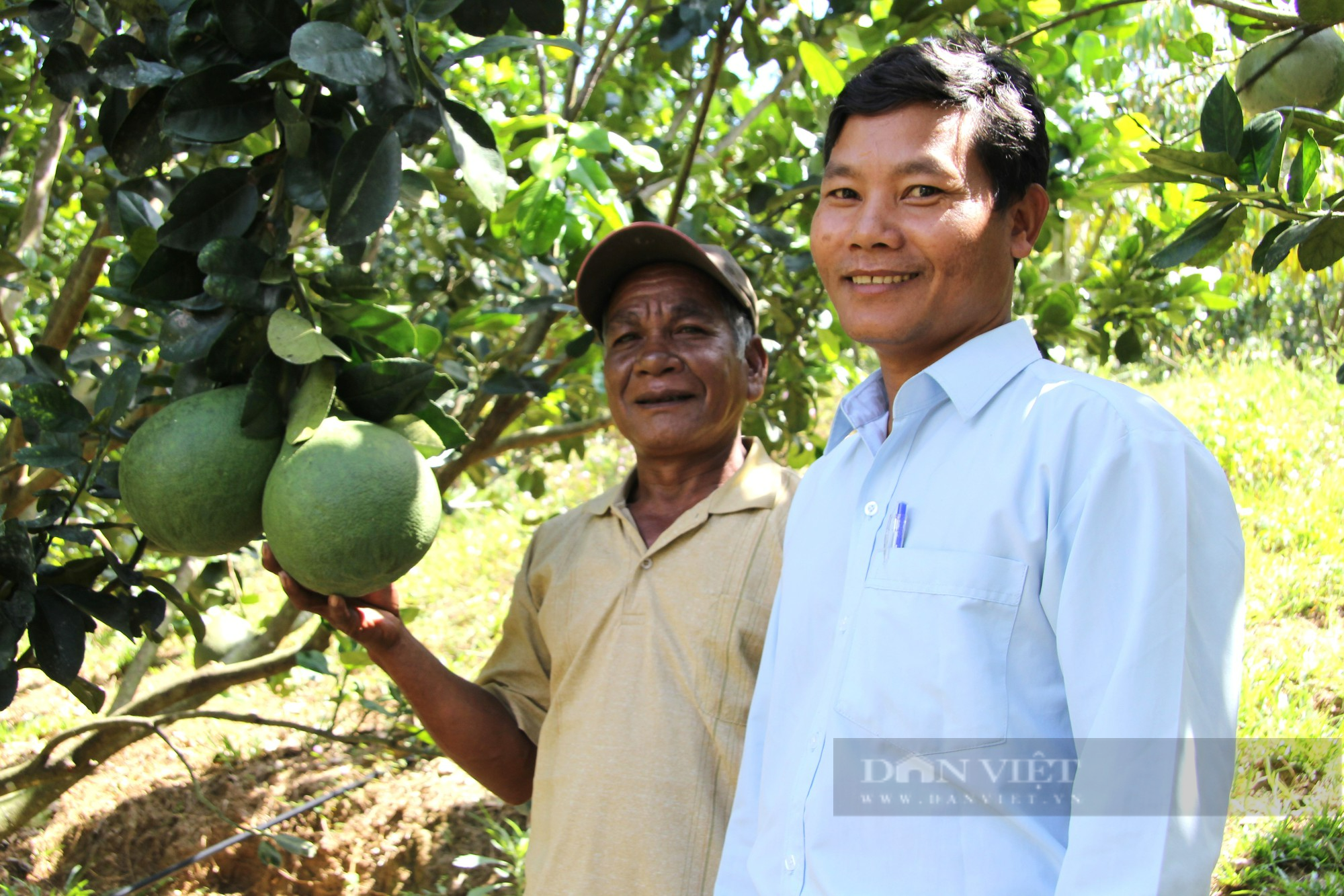 Bưởi Phước Bình ở Ninh Thuận được cấp mã số vùng trồng xuất khẩu sang thị trường Hoa Kỳ - Ảnh 3.