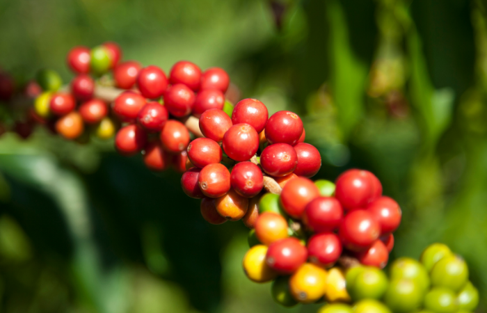 Giá cà phê giảm cả hai sàn, cà phê nội mất 300 đồng/kg - Ảnh 3.
