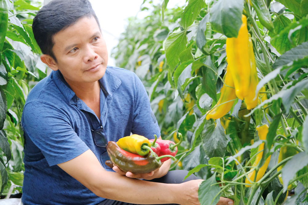 Trồng loại ớt ngọt giống mới, lạ, ruộng đẹp như phim ở Lâm Đồng, ông chủ thu tiền tỷ - Ảnh 1.