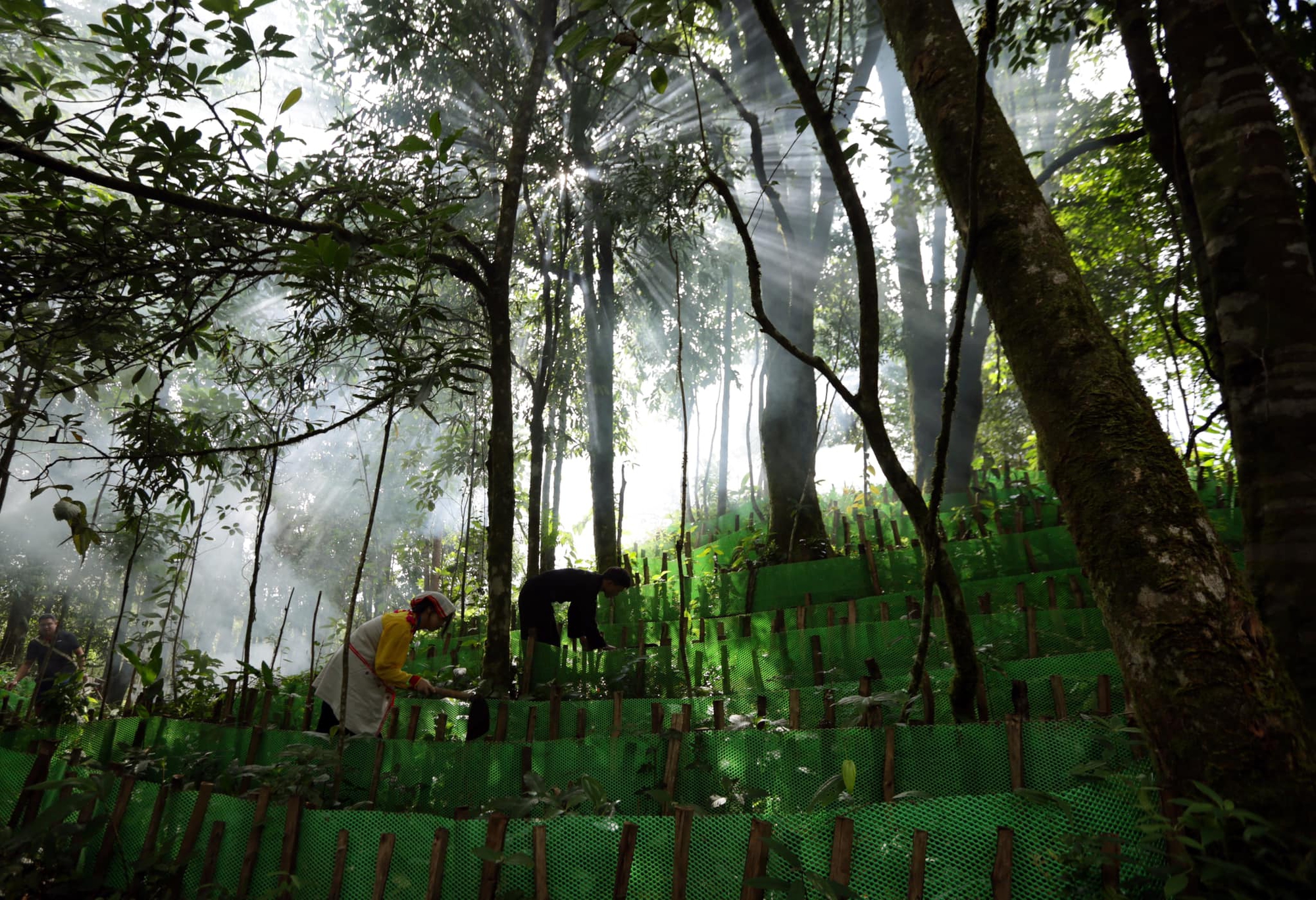 Lên huyện ngã ba biên giới Mường Nhé, nghe chuyện giữ rừng và hưởng lợi từ rừng - Ảnh 1.
