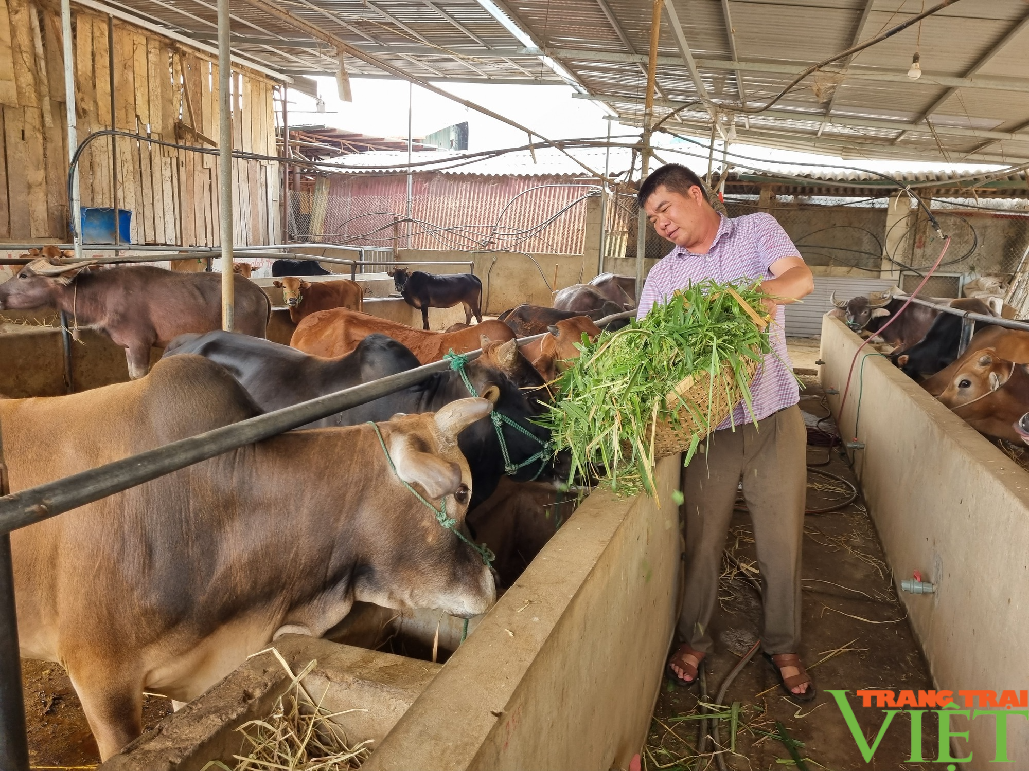 Vỗ béo trâu bò bán sang Trung Quốc, lão nông Sơn La thu tiền tỷ