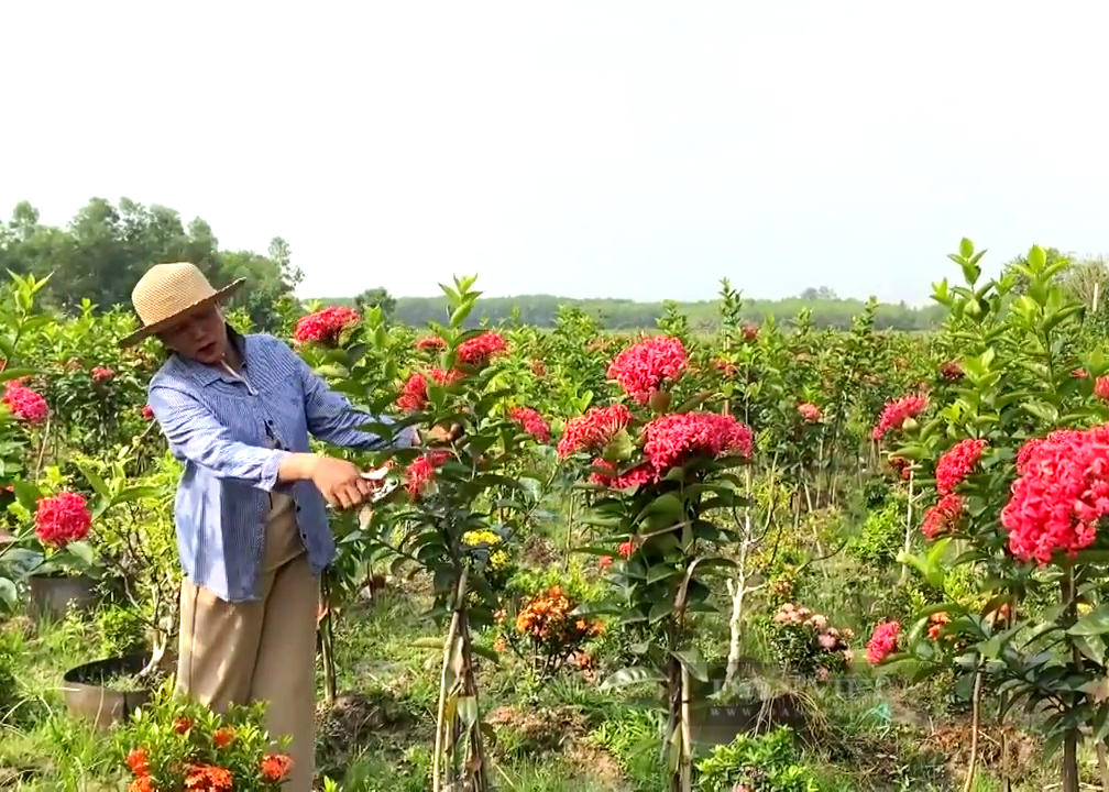 Trồng xen hai loại hoa biểu trưng cho sự giàu có, chị nông dân Tây Ninh thu nửa tỷ mỗi năm - Ảnh 1.