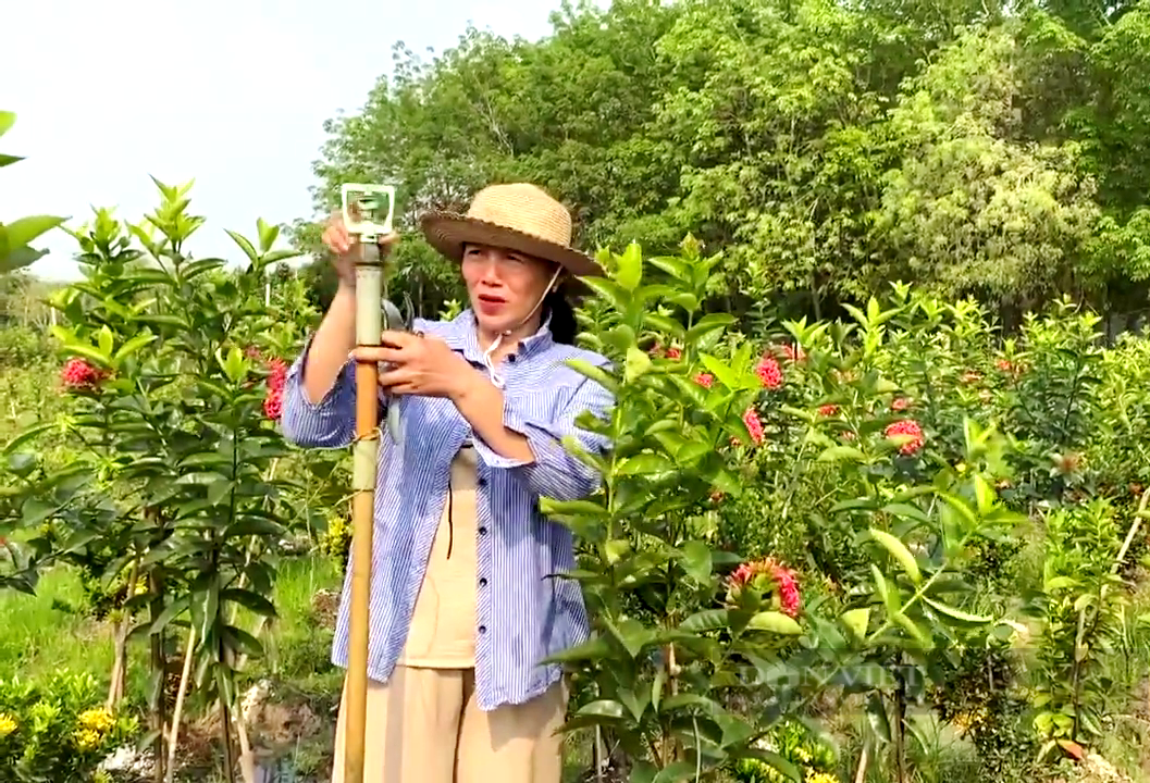 Trồng xen hai loại hoa biểu trưng cho sự giàu có, chị nông dân Tây Ninh thu nửa tỷ mỗi năm - Ảnh 3.