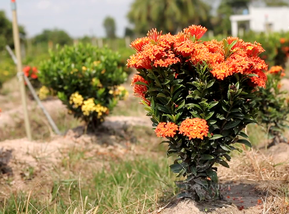 Trồng xen hai loại hoa biểu trưng cho sự giàu có, chị nông dân Tây Ninh thu nửa tỷ mỗi năm - Ảnh 4.