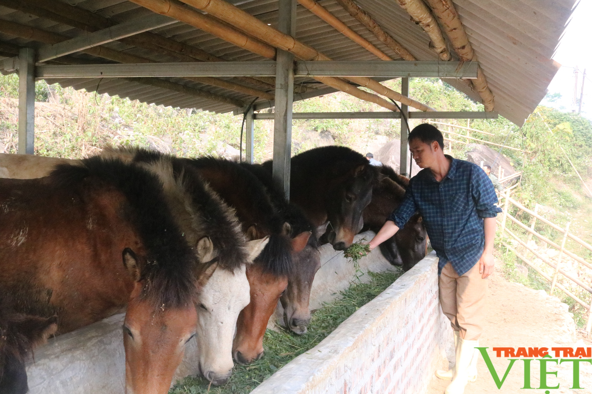  Một nông dân Lào Cai giàu lên nhờ nuôi ngựa theo hướng hàng hóa  - Ảnh 2.