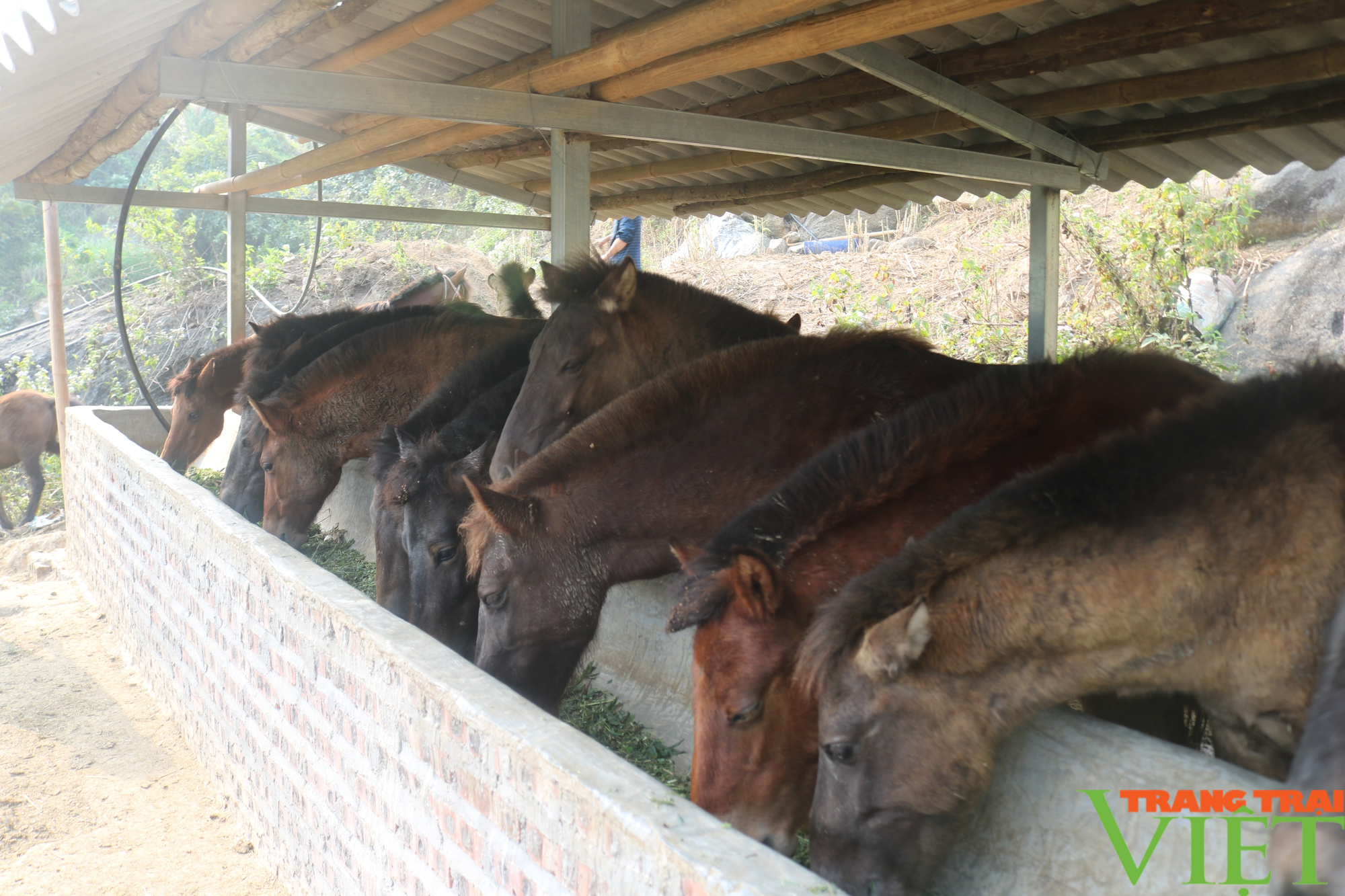  Một nông dân Lào Cai giàu lên nhờ nuôi ngựa theo hướng hàng hóa  - Ảnh 3.