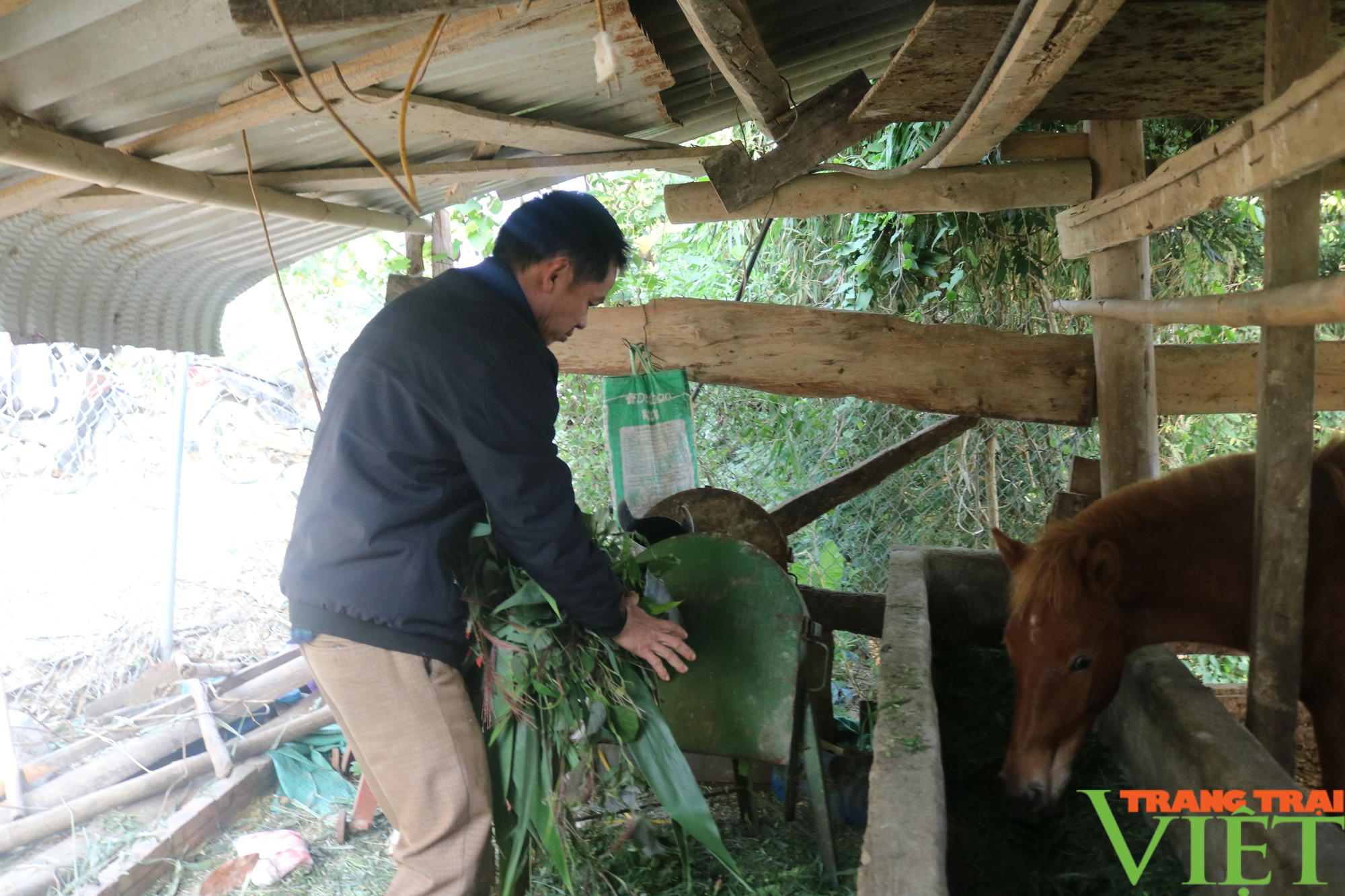  Một nông dân Lào Cai giàu lên nhờ nuôi ngựa theo hướng hàng hóa  - Ảnh 5.