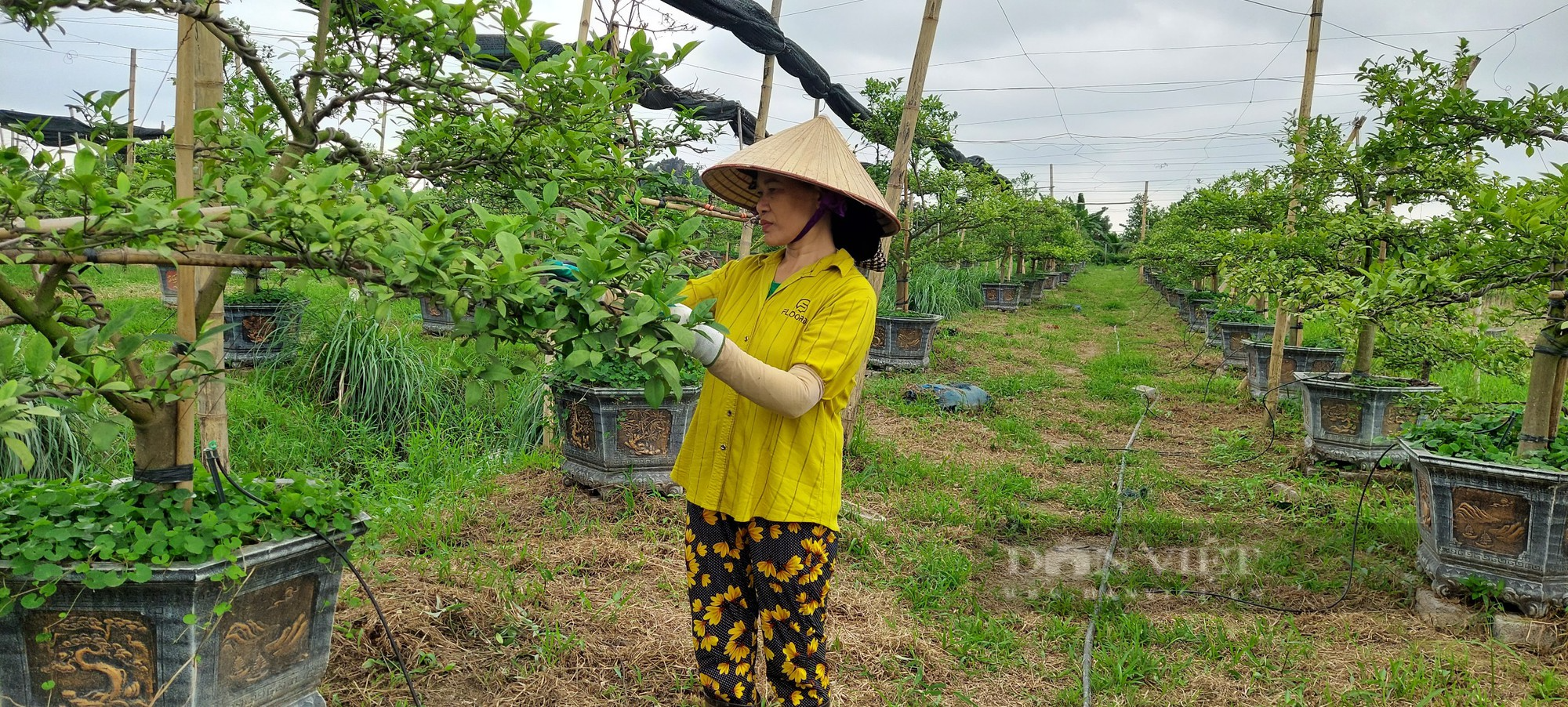 Quay xe sang ngang làm nghề &quot;phù thủy&quot; ghép mắt chanh vào gốc bòng, anh nông dân Hải Phòng kiếm bội tiền - Ảnh 4.