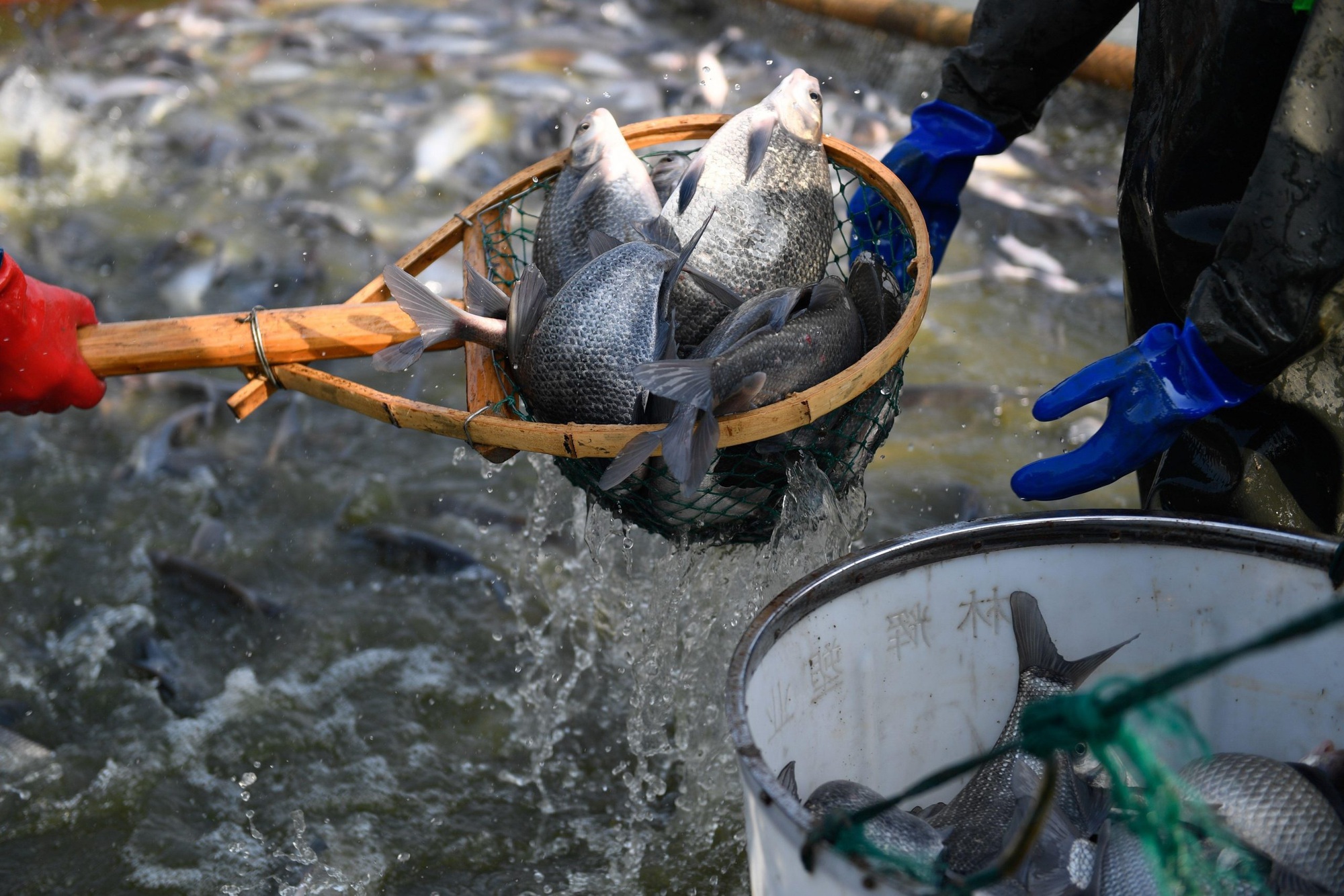 “Ông lớn” xuất khẩu cá rô phi của Trung Quốc chính thức tham gia cuộc đua nuôi cá tra, Việt Nam lo bị cạnh tranh? - Ảnh 1.