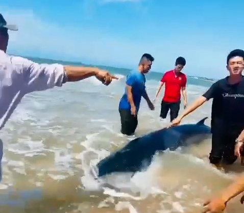 Du khách cùng người dân cứu hộ thành công cá voi mắc cạn ở bờ biển La Gi - Ảnh 1.