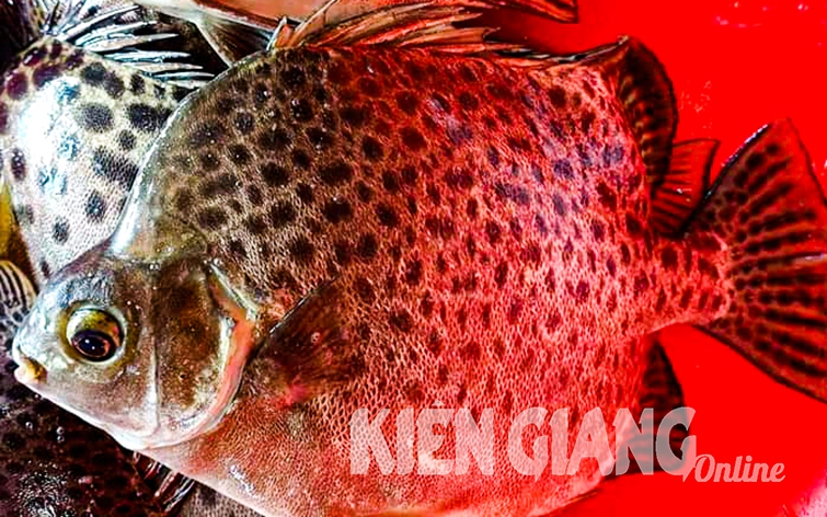 Loài cá này "mặc áo hoa", thân hình ngộ nghĩnh, ở Kiên Giang là thứ cá ngon, thịt săn chắc, ăn béo ngọt