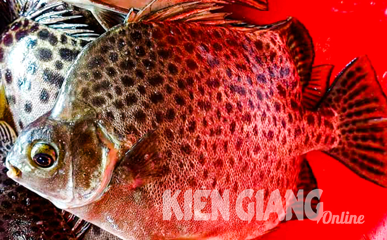 Loài cá này &quot;mặc áo hoa&quot;, thân hình ngộ nghĩnh, ở Kiên Giang là thứ cá ngon, thịt săn chắc, ăn béo ngọt - Ảnh 1.