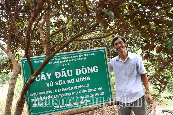 Ăn thử quả vú sữa dẻo ngọt như thạch, ông nông dân Sóc Trăng xin về trồng, giờ có vườn cây tiền tỷ  - Ảnh 1.