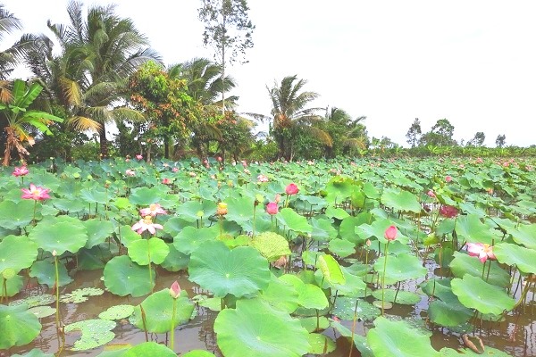 Vùng đất này ở Hậu Giang, nông dân nuôi cá trong ruộng sen, cánh đồng đã đẹp lại thu lợi kép - Ảnh 2.