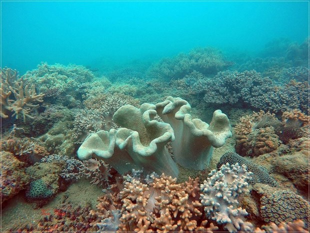 Ngắm mãi không chán các con vật lạ trên rừng, dưới biển của Vườn Quốc gia Côn Đảo ở Bà Rịa-Vũng Tàu - Ảnh 2.