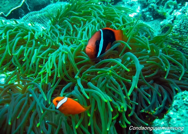 Ngắm mãi không chán các con vật lạ trên rừng, dưới biển của Vườn Quốc gia Côn Đảo ở Bà Rịa-Vũng Tàu - Ảnh 5.