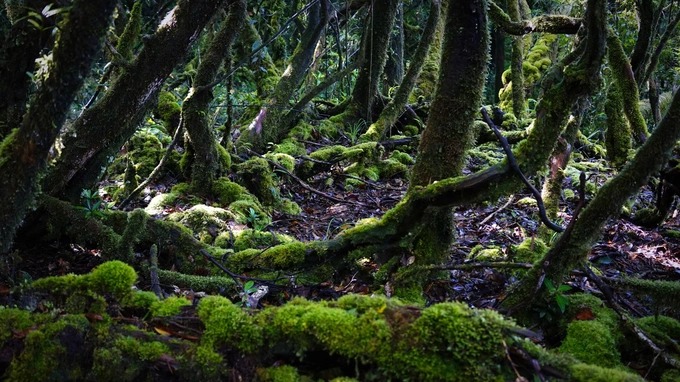 Choáng ngợp &quot;kỳ quan&quot; bên trong khu rừng đỗ quyên quý hiếm nhất Việt Nam - Ảnh 6.