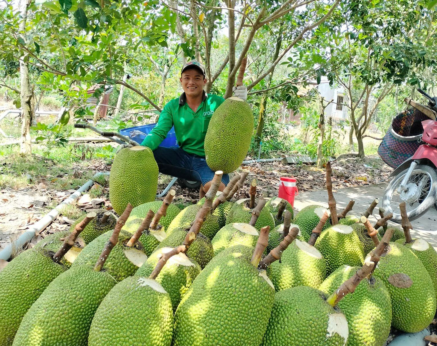 Giá mít Thái hôm nay 6/5: Giá tiếp tục lao dốc, người dân bán mít lúc này có lời không? - Ảnh 1.