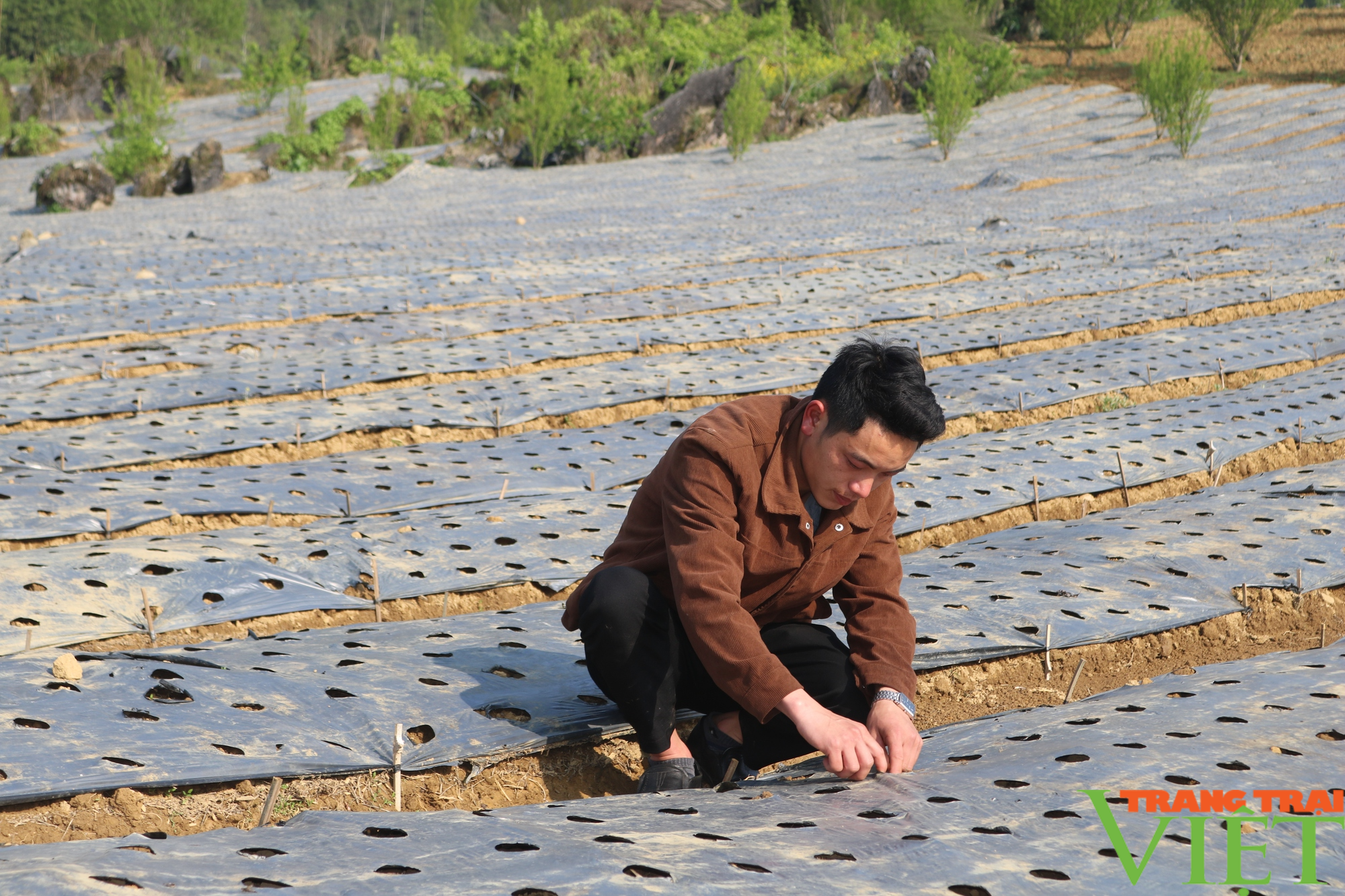 Thanh niên 9X người Mông vùng cao nguyên trắng Bắc Hà làm giàu từ trồng cây ăn quả và dược liệu - Ảnh 4.