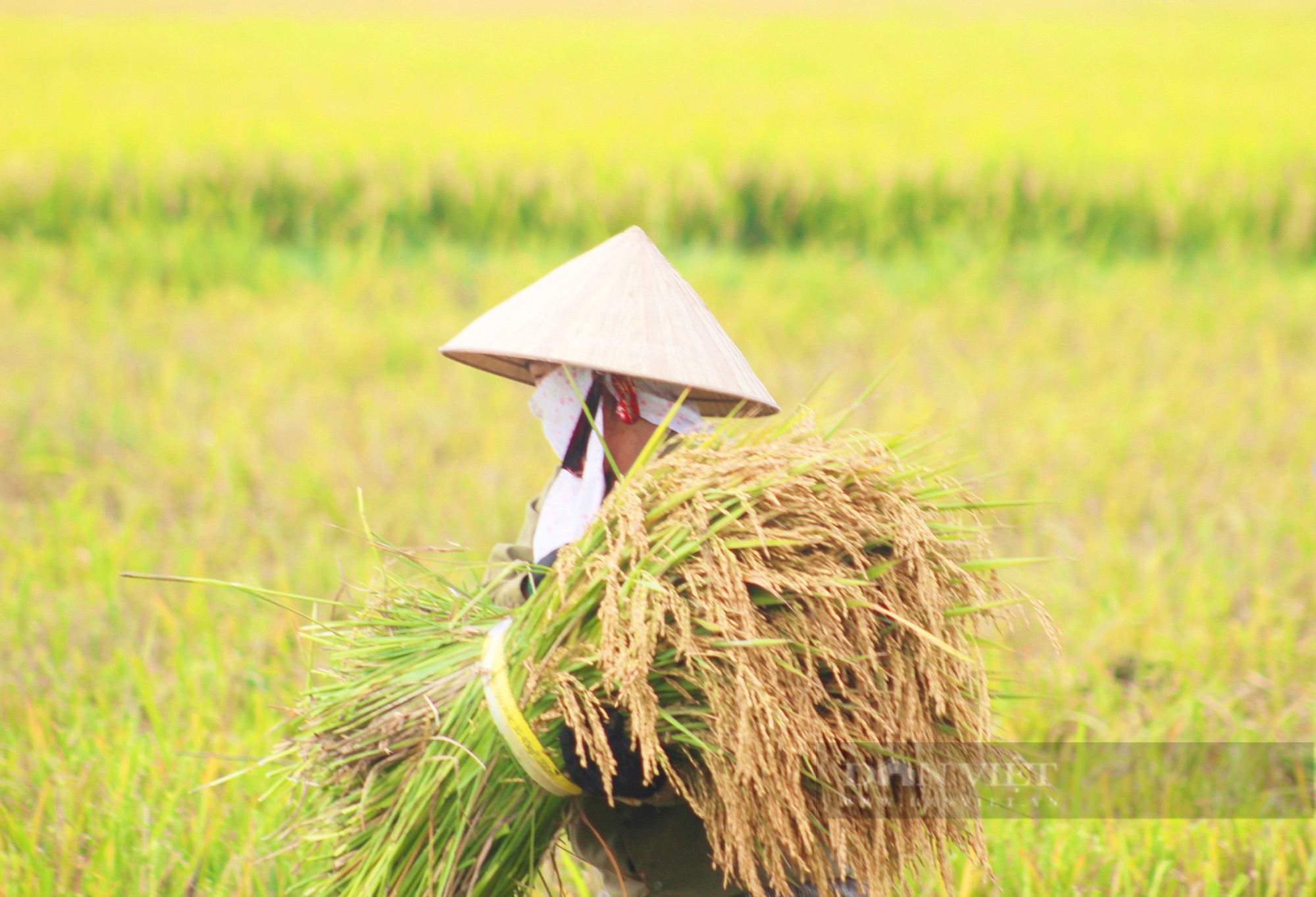 Quảng Bình: Nông dân hối hả ra đồng gặt lúa giữa cái nắng hơn 40 độ C - Ảnh 1.