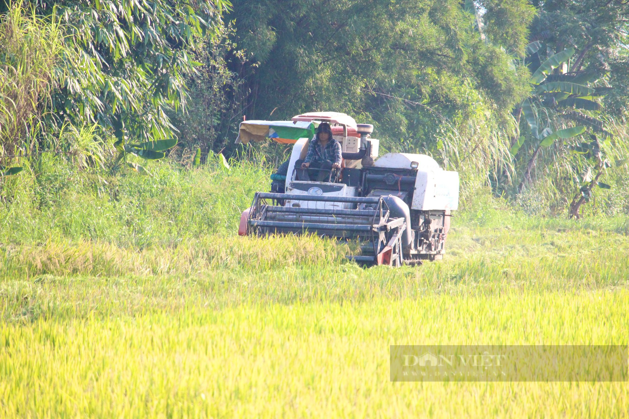 Quảng Bình: Nông dân hối hả ra đồng gặt lúa giữa cái nắng hơn 40 độ C - Ảnh 2.