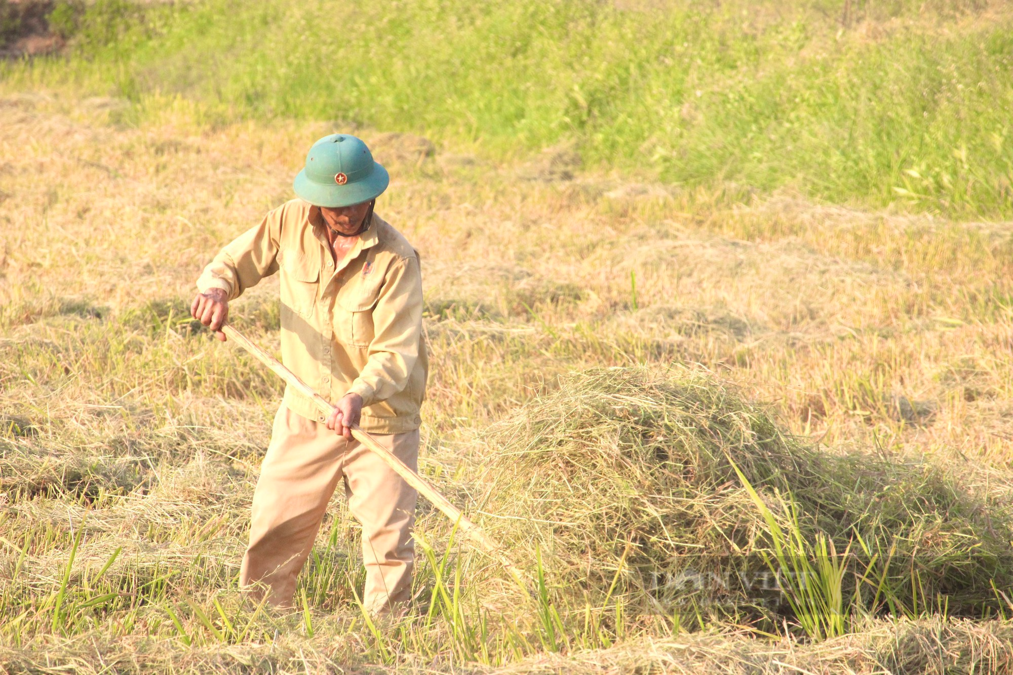 Quảng Bình: Nông dân hối hả ra đồng gặt lúa giữa cái nắng hơn 40 độ C - Ảnh 5.