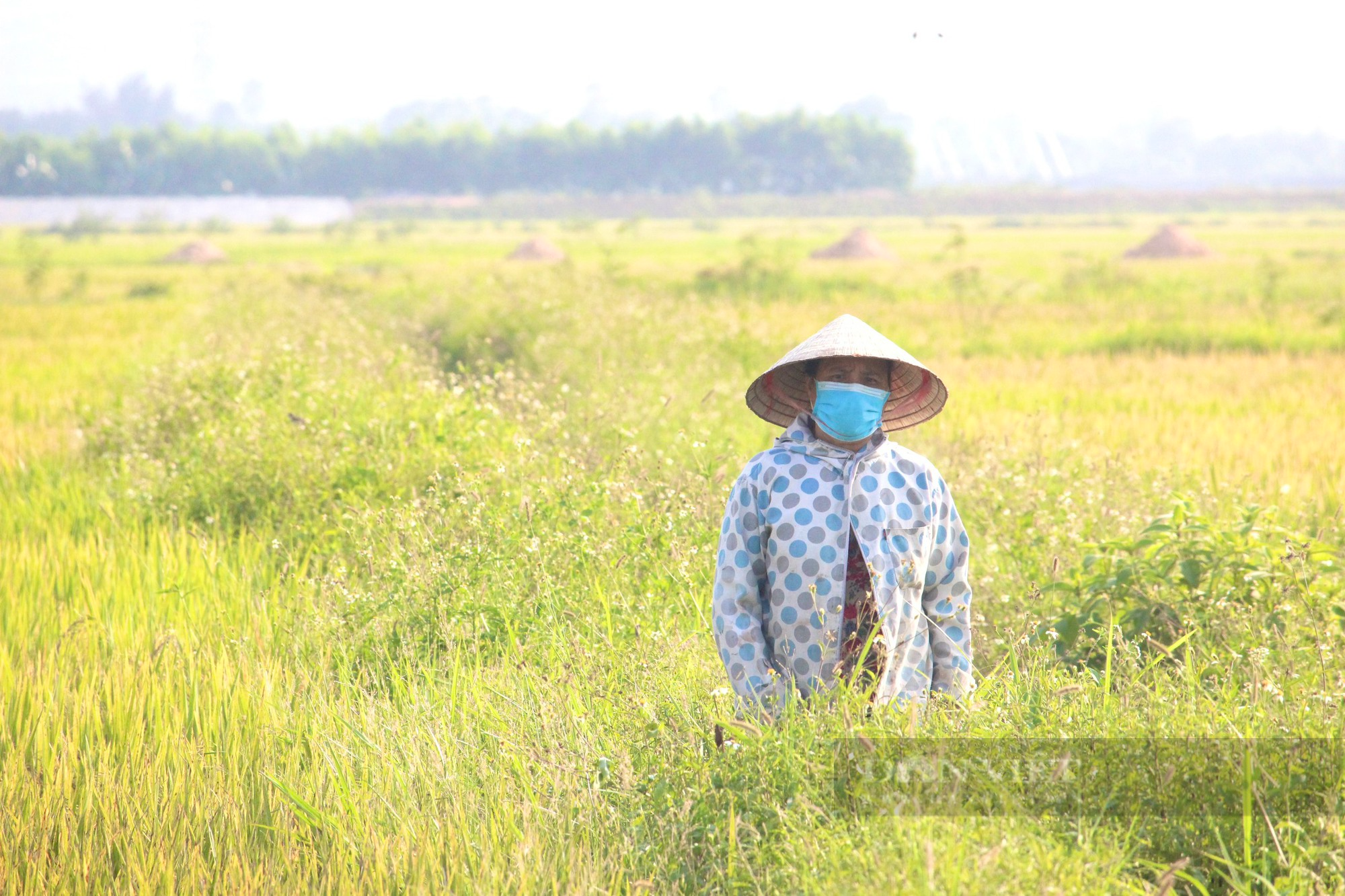 Quảng Bình: Nông dân hối hả ra đồng gặt lúa giữa cái nắng hơn 40 độ C - Ảnh 6.